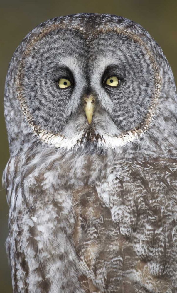 Canada, Quebec, Beauport Great gray owl close-up art print by Gilles Delisle for $57.95 CAD